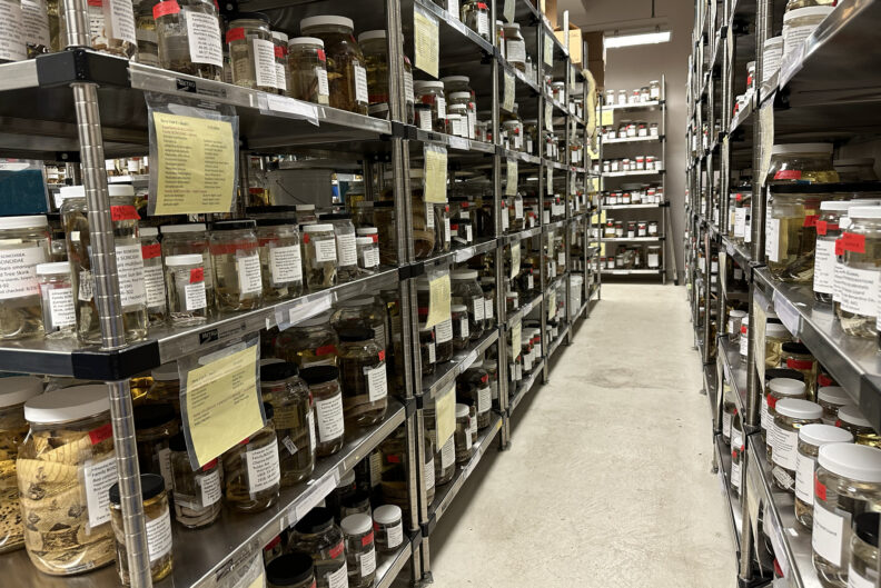 Shelves of specimens. 