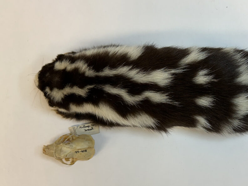 Spotted Skunk