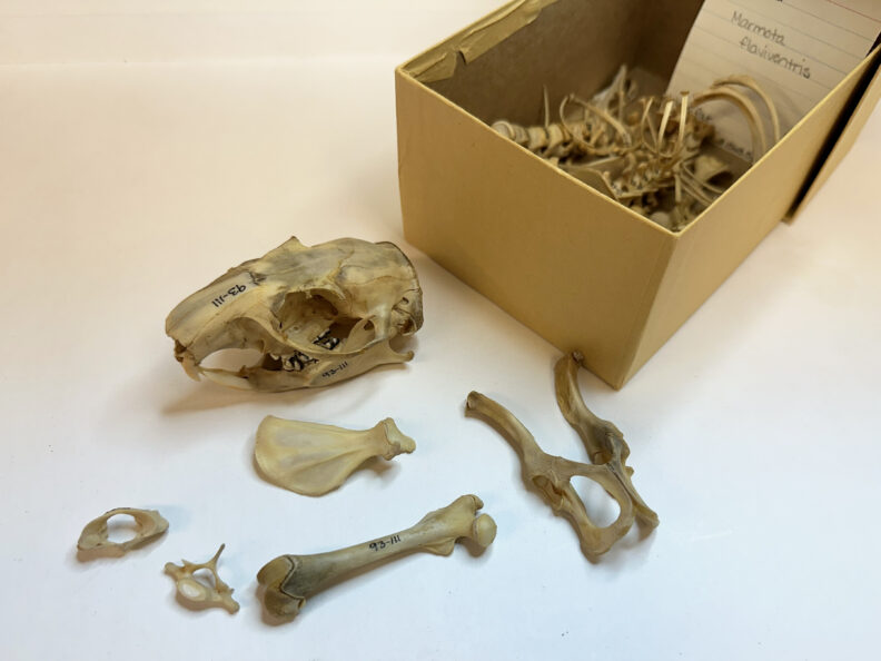 The skeleton of a Yellow-bellied Marmot (Marmota flaviventris). 