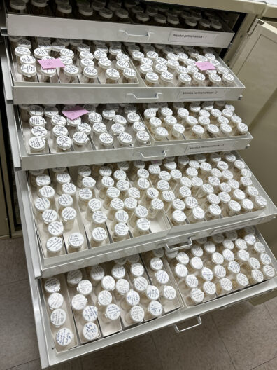 Specimen, labeled, in drawers.