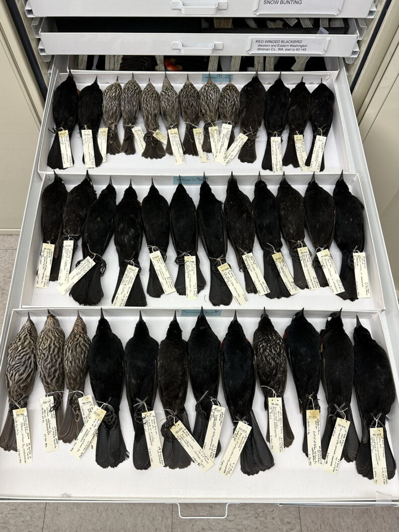 Drawer of Red-winged Blackbirds (Agelaius phoeniceus)