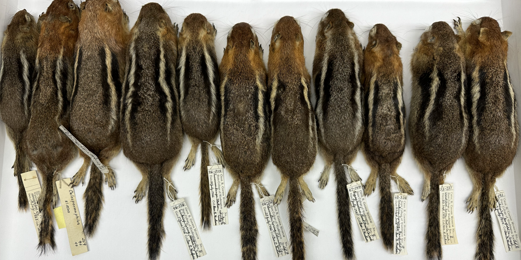 Wsu Insect Collection Mammal Collection | Charles R. Conner Museum | Washington State University