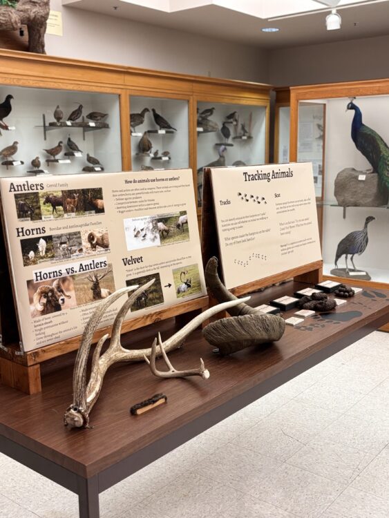 A table with interactive objects such as antlers, fur, and rubber scat.