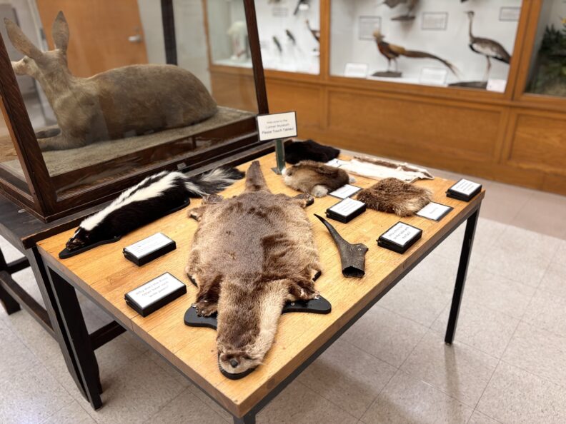 A table with animals furs for guests to touch