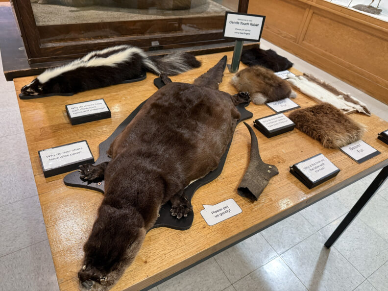 A table with various animal pelts.