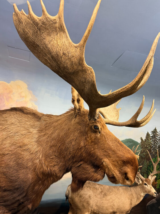 A taxidermy moose with a deer in the background.