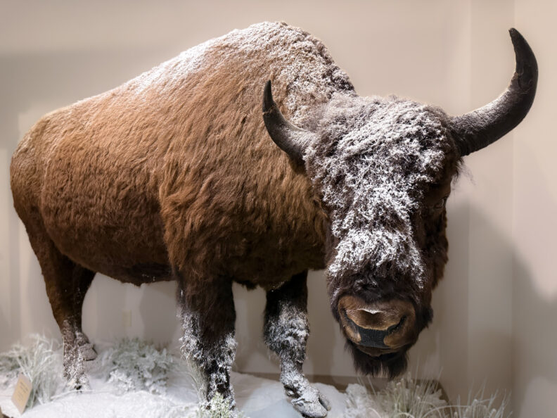 A taxidermy bison covered in faux snow.