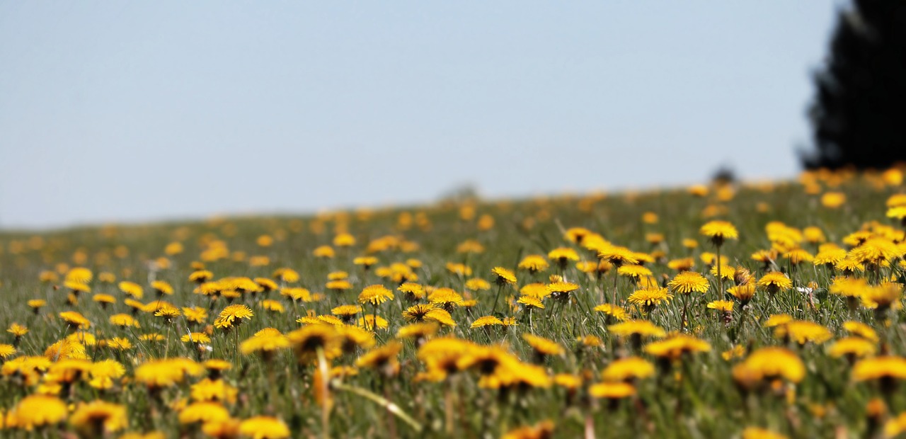 dandelions in field