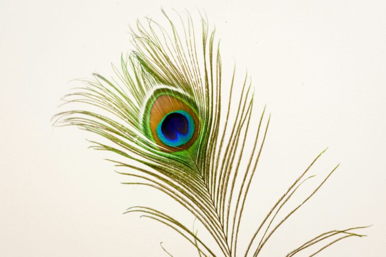 Close-up photo of a peacock feather