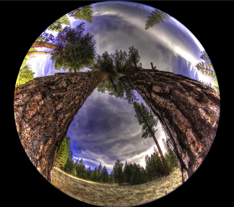 Forest image to accompany the fulldome movie "Cycle."