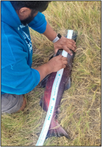 Person measuring Chinook salmon in the field.