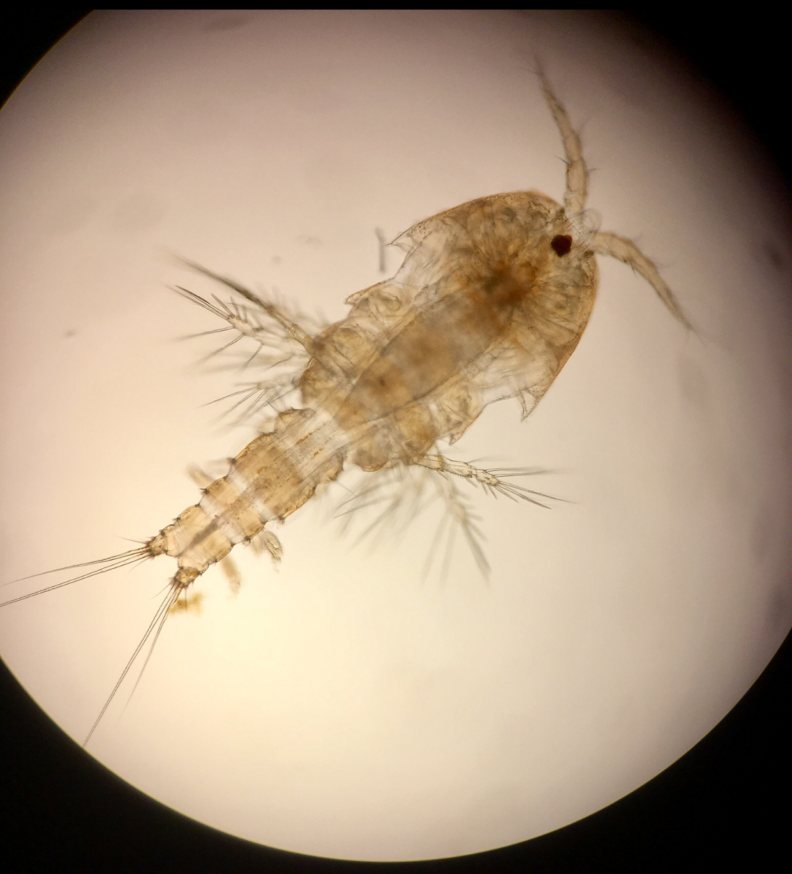 Tigriopus californicus magnified under the microscope