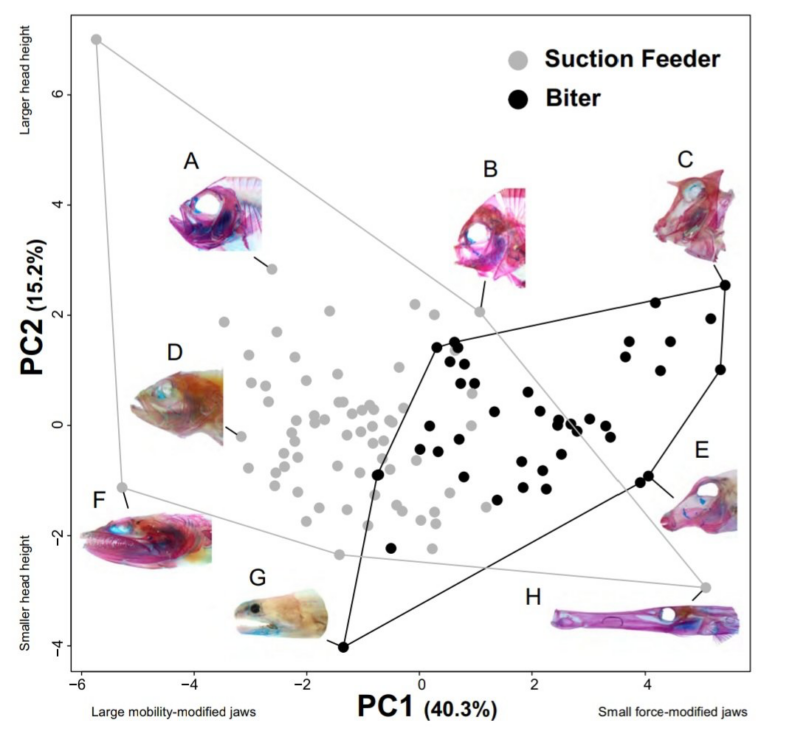 Figure that illustrates data about which fish jaw types are suction feeders and which are biters. 