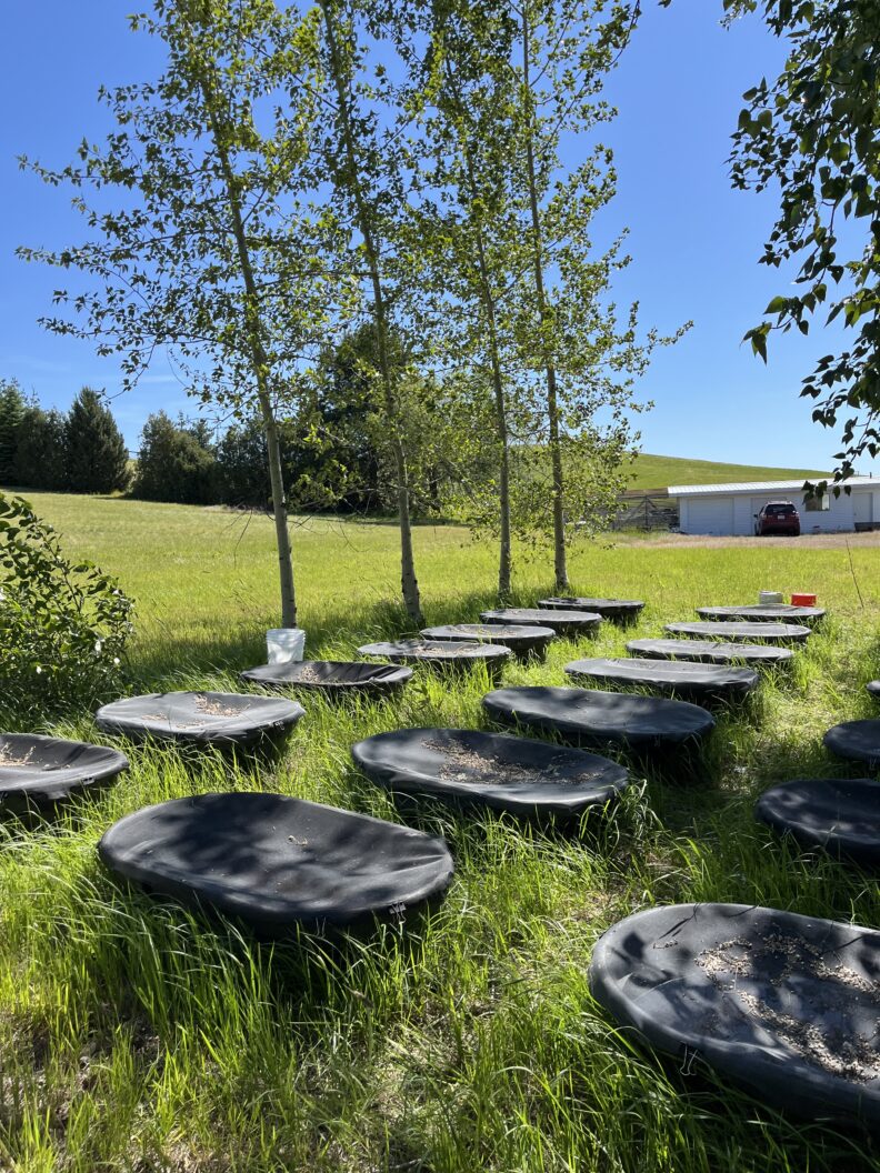 Array of experimental tanks used to simulate and study disease dynamics in ponds.