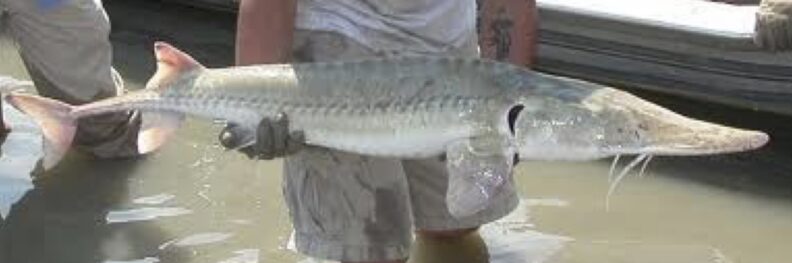 Man holding an adult sturgeon