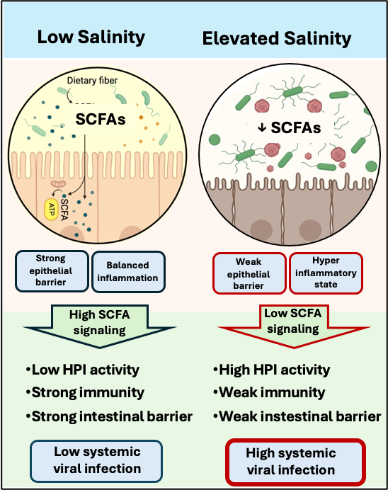 Path diagram depicting the influence of elevated salinity on gut microbiome and host immunology to cause more severe viral infections.