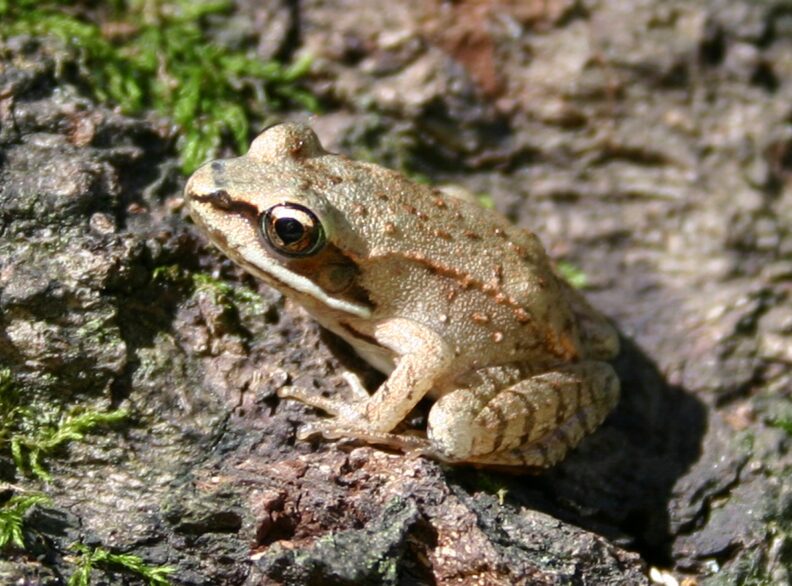 Juvenile wood frog, one of the study species in the described research