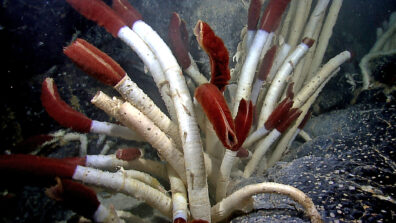 The worms are long, white tubes with a dark red plume coming out of the end.