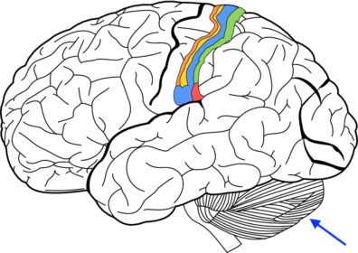 An black and white illustration of a human brain with the sensory cortex in bright colors.