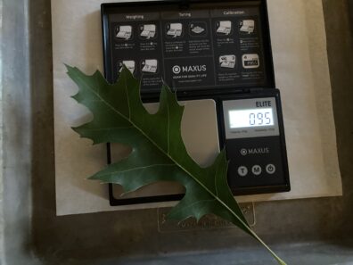 A single oak leaf on a digital scale.