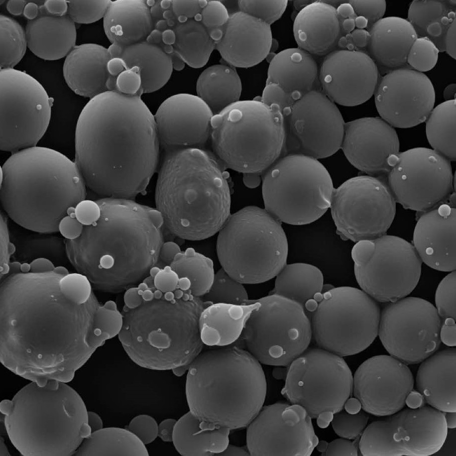 Hi-resolution image taken from the Franceschi Microscopy & Imaging Center.