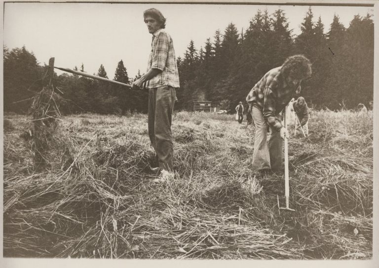 Black and white photo of two people using farm tools to rake dried plants in a farm field.