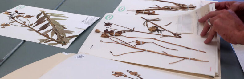 A closeup of hands going through various plant specimens from the Ownbey Herbarium's archives.