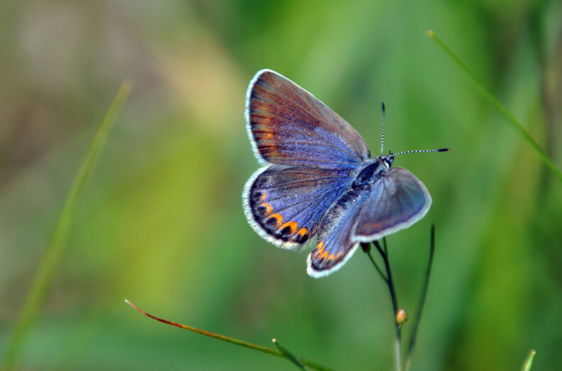 Butterfly perched on a bare plant stem with wings spread open.