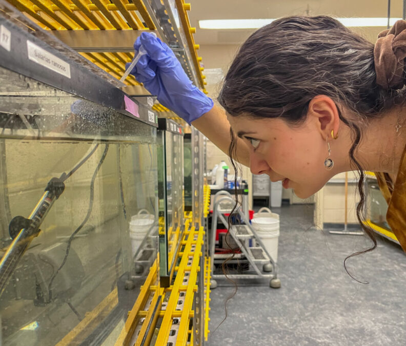 Sofia Yildirim feeds one of the fish, a starry blenny.