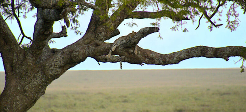 leopard in tree