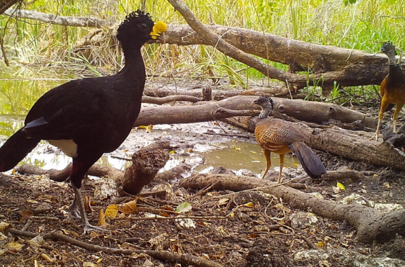 A great currasow walking near a watering hole.