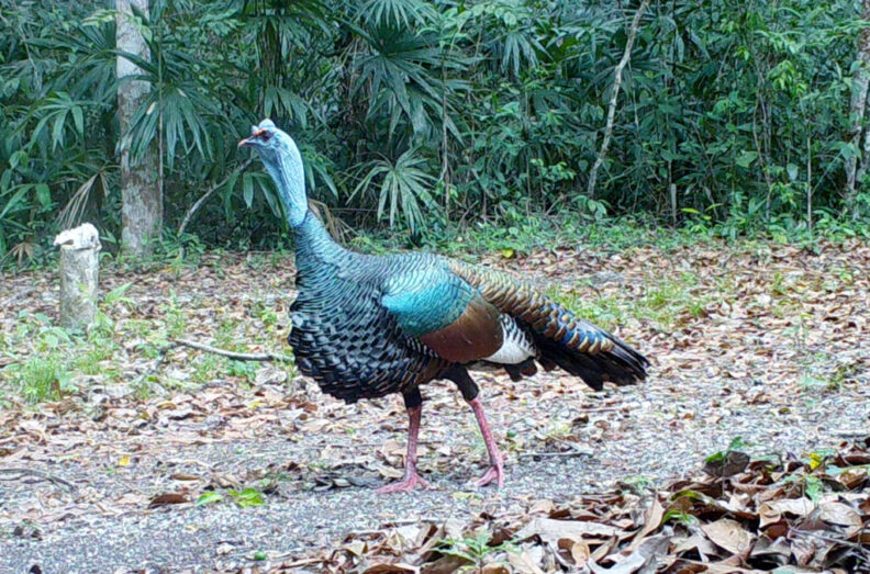 An ocellated turkey walking near a watering hole.
