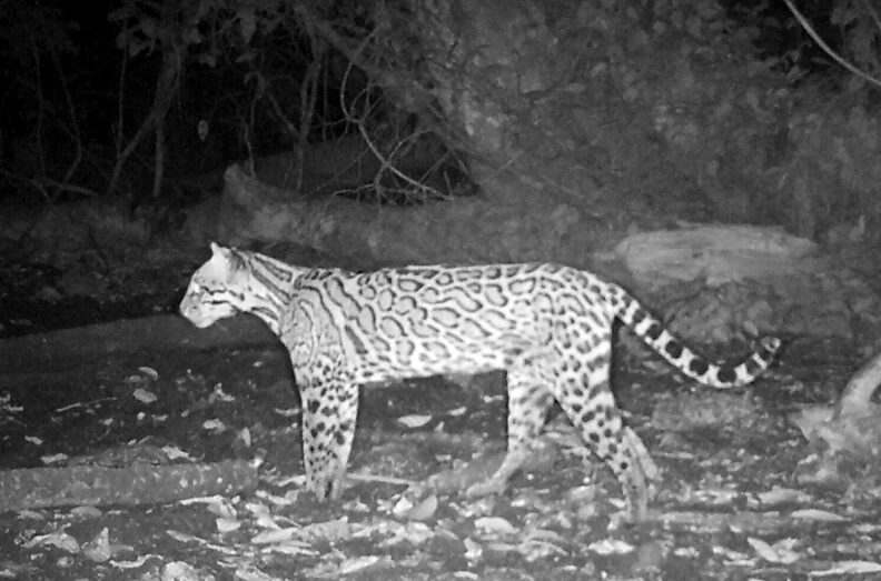 A black and white image of an ocelot standing near a watering hole at night.