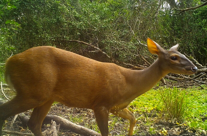 A red brocket deer walking near a watering hole.