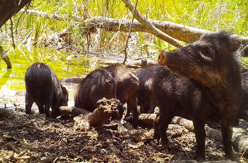 White-lipped peccaries drinking at a watering hole.