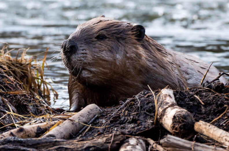 Closeup of a beaver as it climbs onto a dam.