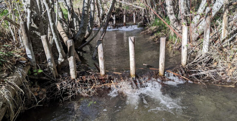 A human-made dam, made to mimic a beaver dam, spans a stream.