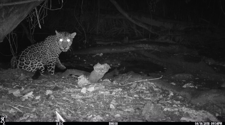 A jaguar visits a water hole in this camera trap image (photo courtesy of Wildlife Conservation Society/Mammal Spatial Ecology and Conservation Lab).
