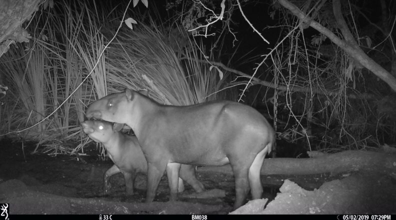 Two tapirs play in a stream in this camera trap image (photo courtesy of Wildlife Conservation Society/Mammal Spatial Ecology and Conservation Lab).
