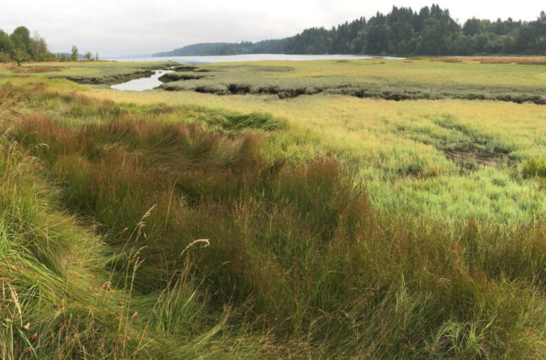 Grass fields can be seen in front of the Henderson Inlet at the Meyer's Point Environmental Field Station.