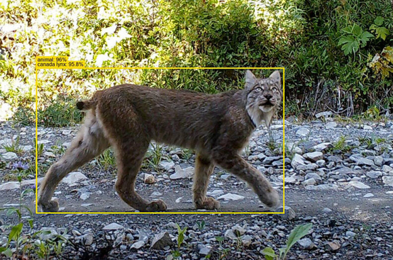 An outline of a yellow box superimposed over a lynx with a computerized prediction of the type of animal that can be seen.