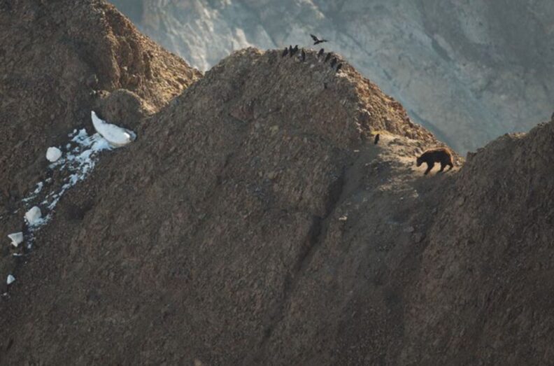A bear stands on a ridge in Glacier National Park.