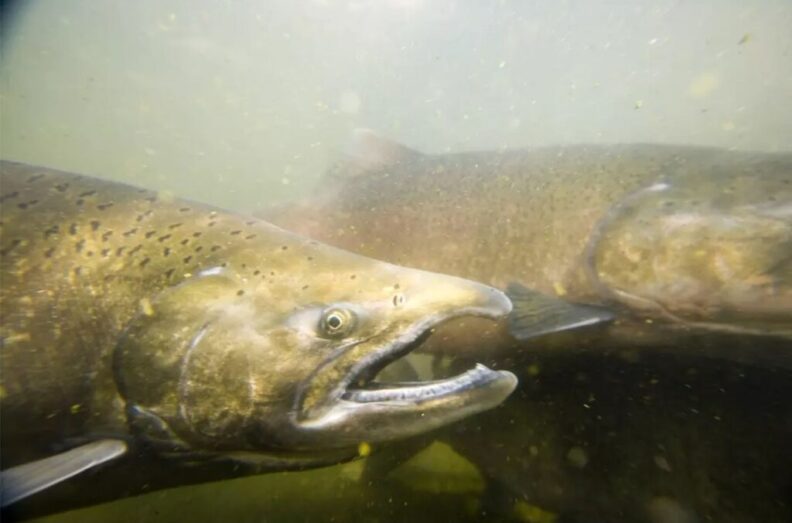 Closeup of Chinook salmon under water.