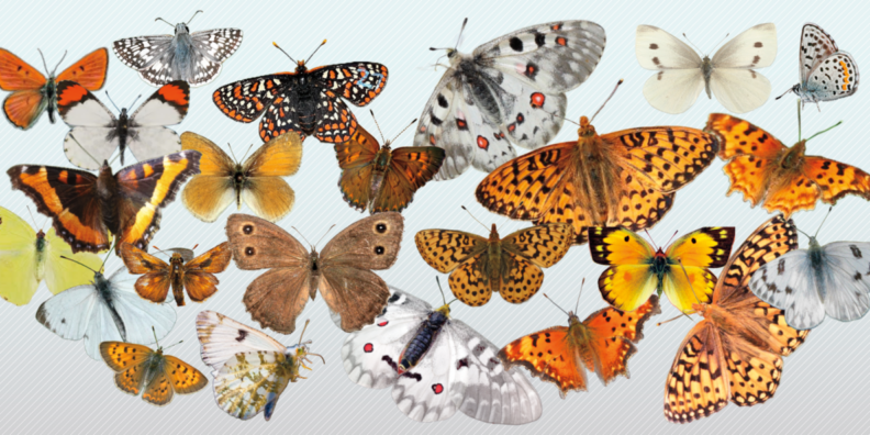 Approximately 20 different butterflies