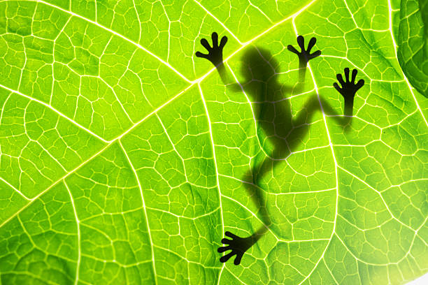 Frog shadow on the leaf.