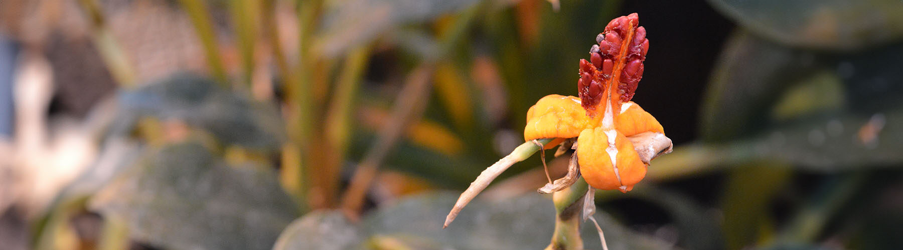 Red and yellow flower bud.