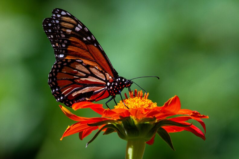A monarch butterfly.