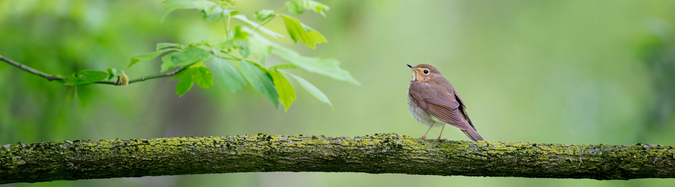 A small bird on a branch.