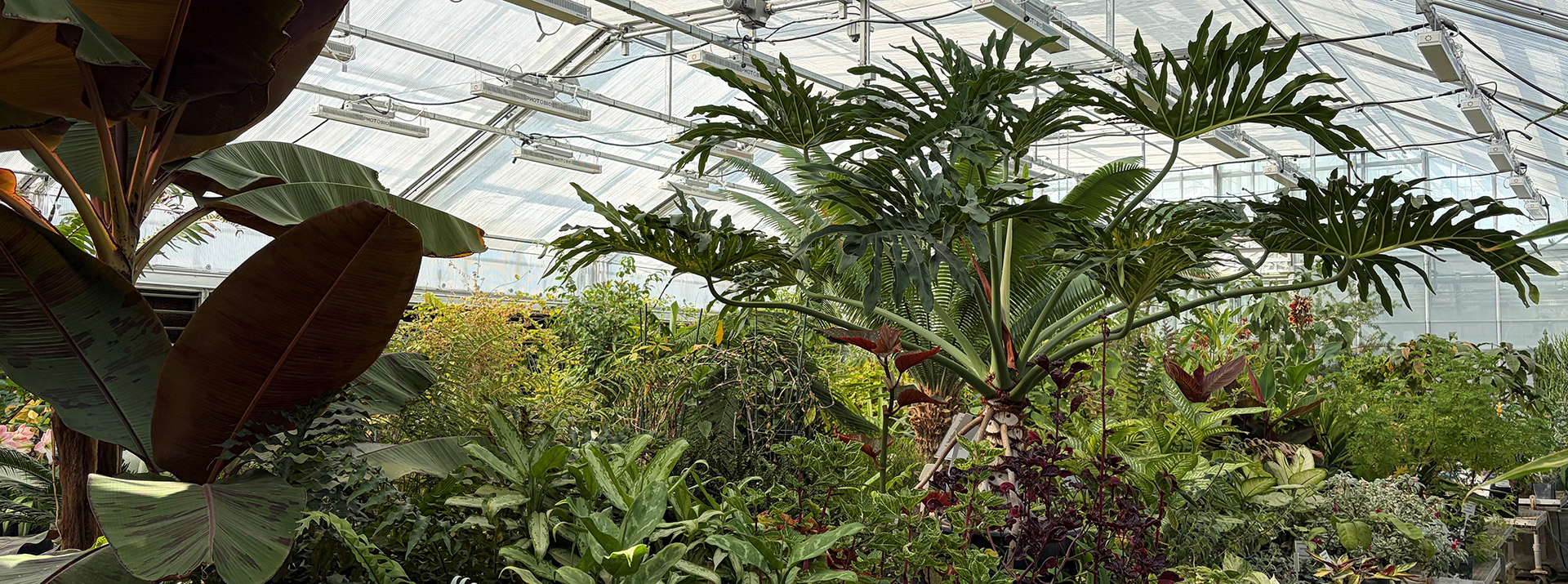 Inside of greenhouse filled with a variety of exotic plants
