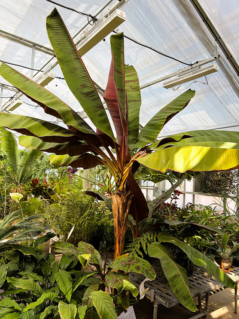 Ferns growing in a greenhouse.